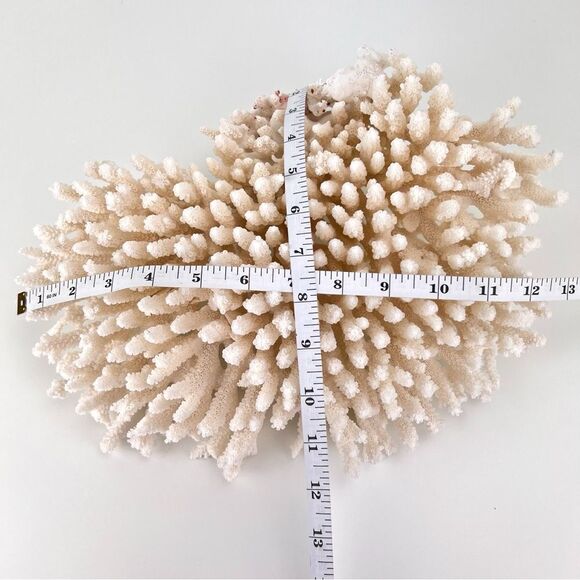 Natural White Coral Reef Cluster Ocean Salt Water Mineral Specimen - Picture 11 of 12